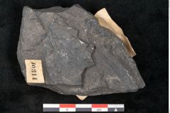 Foto (Detailansicht) von Thinnfeldia australis Ettingshausen (NHMW-GEO-2024-0188-10314)